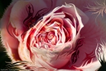 immagine arte moderna astratta con vortice centrale a forma di bocciolo di rosa di colore rosa dominante e forme fluide fluttuanti che richiamano forme della natura